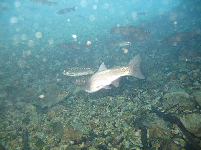 BennettSprings 010.JPG - They're eating, some backscatter here.